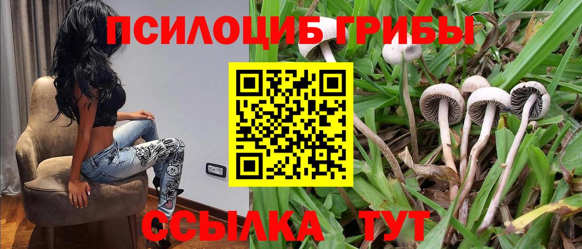 Псилоцибиновые грибы Psilocybine cubensis Кувандык